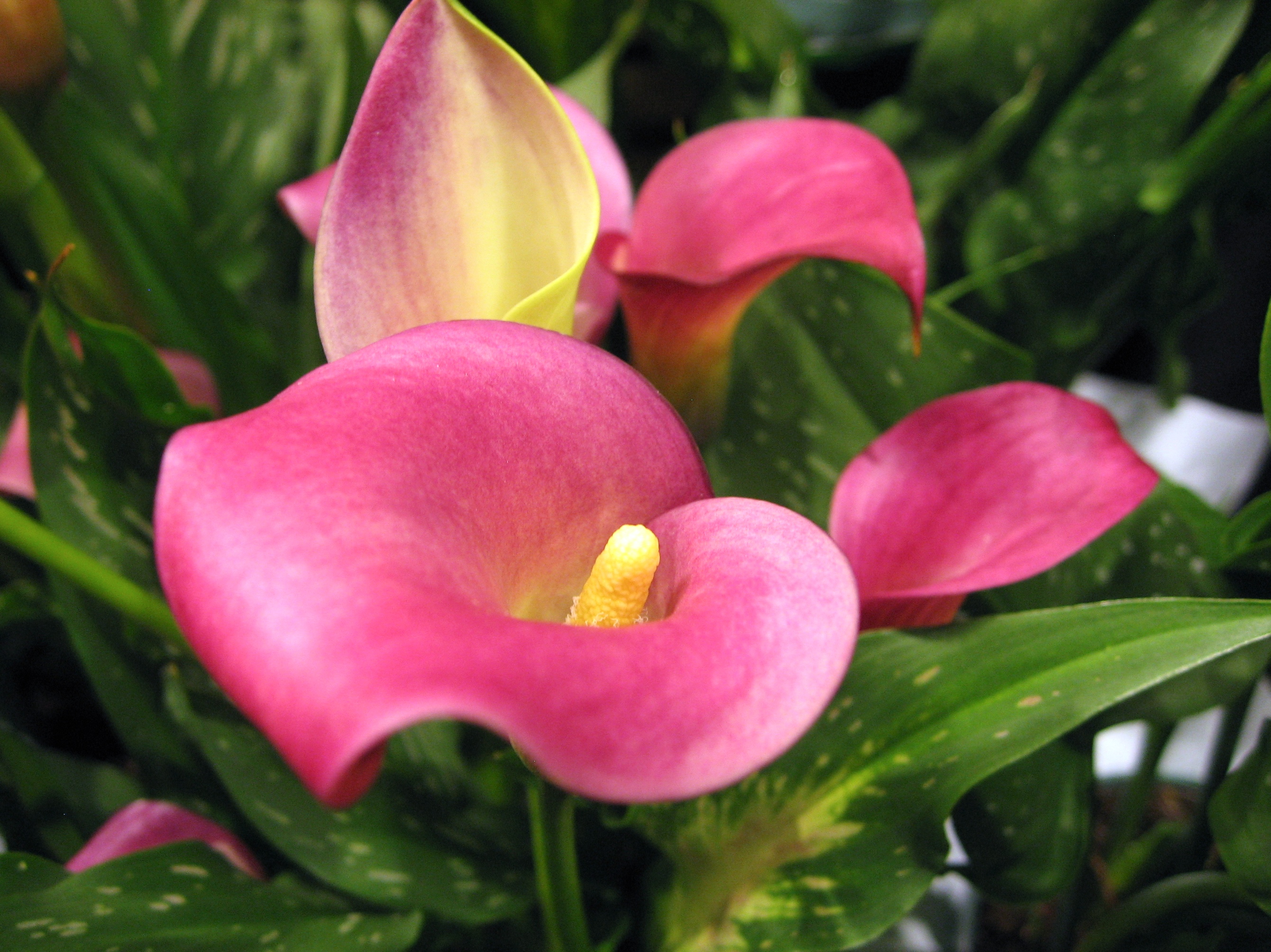 Pink arum, Arum lily
